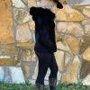 The Ranch House Black Raccoon Fur Bomber Jacket