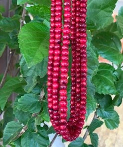 The Ranch House Accessories Ruby Slipper Coral Choker